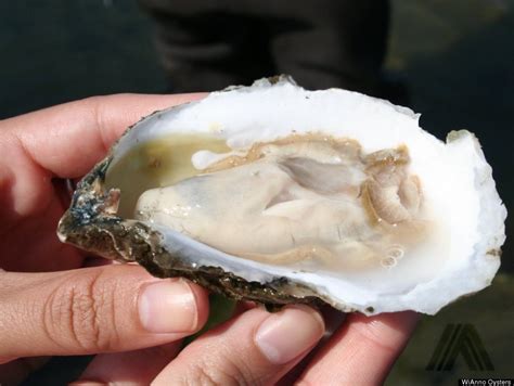 East coast oysters - They then use that data to determine the annual season for Louisiana oysters. It changes every year due to the data collected, but normally Louisiana oysters are in season from the first Wednesday following Labor Day (in September), all the way through to April 30. Essentially following the “R” rule. If you want to know the exact dates of ...